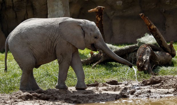 How Do Elephants Breed at the Zoo?
