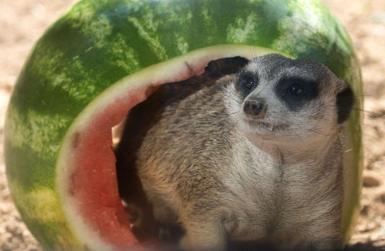 Watermelon Wednesdays