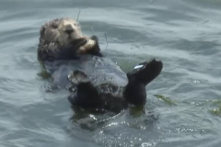 California Otter Vs. Surfers
