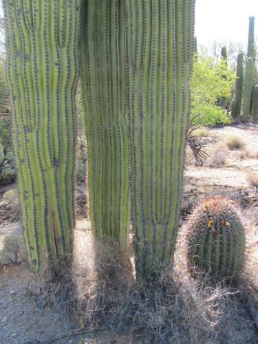 052816-metro-saguaro clusters-p6