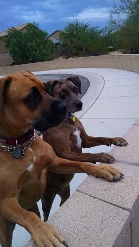 Happy National Dog Day!