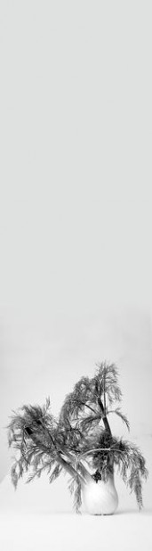 In season ... fennel  