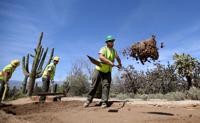 Saguaro National Park