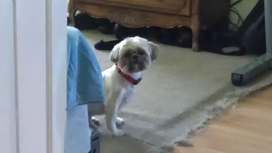 Happy National Dog Day!