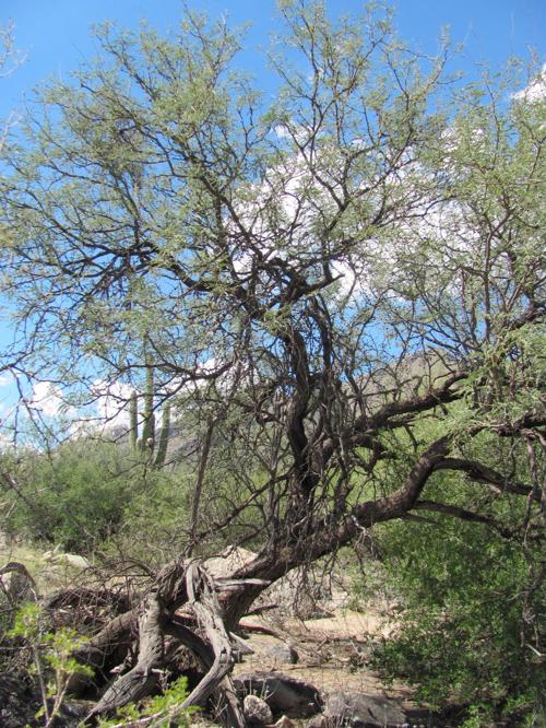 Gnarled mesquite