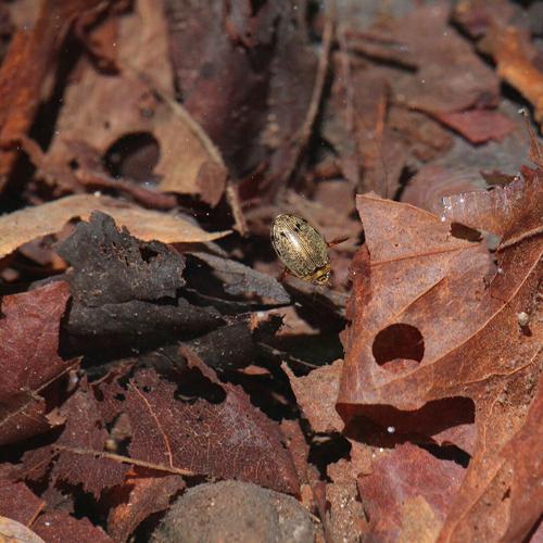 Beyond the Surface: Life Inside a Spring