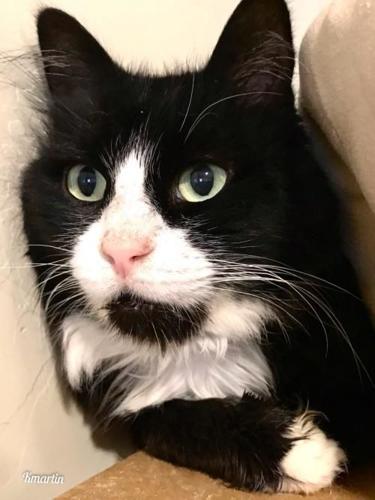 Adopt a friend: Captain Felix