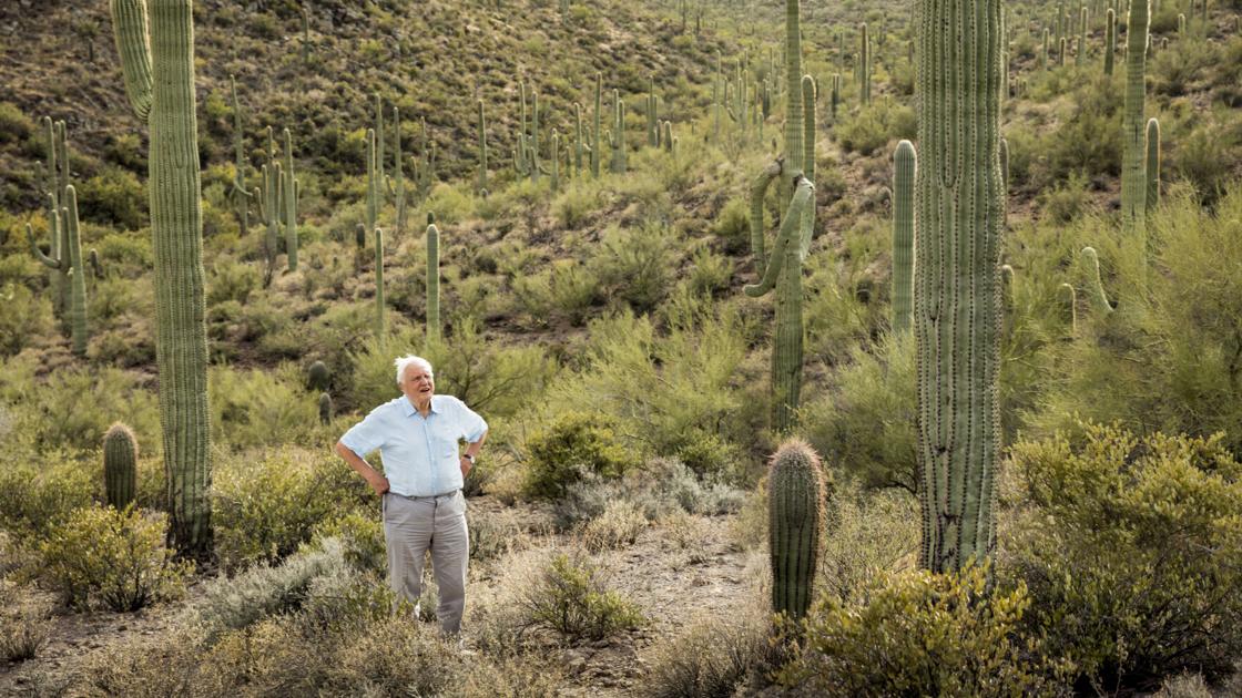 Tucson consultants helped BBC crew with desert episode of recent nature sequence | Subscriber
