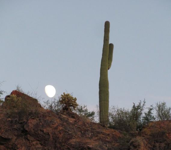 Moon and saguaro