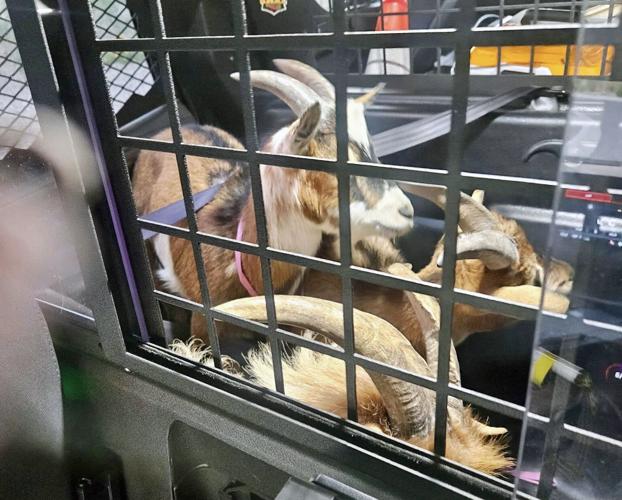 Goats on the lam scooped up in Marana