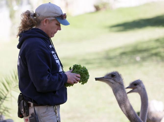 Nandi's Neighbors: Ostriches Lucy and Ethel mimic the comic pair
