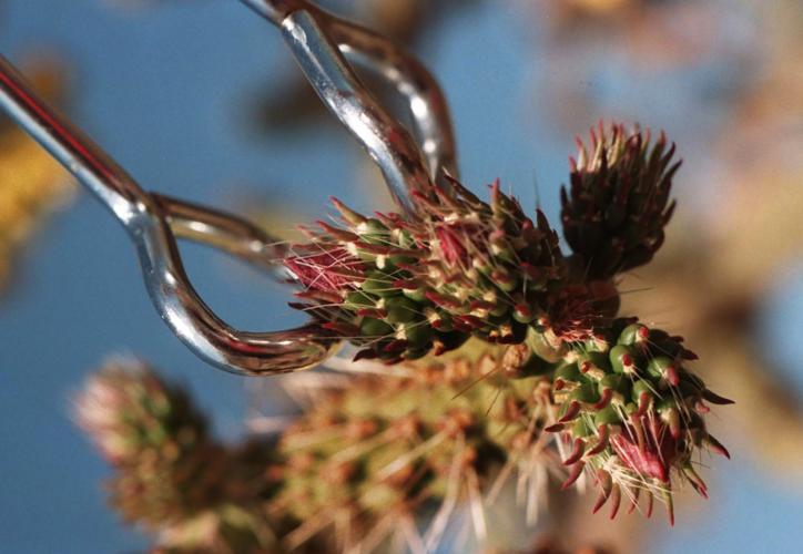 Cholla buds