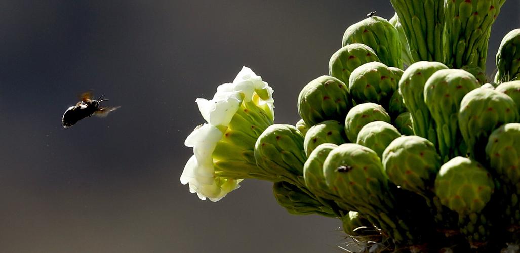 Saguaro blooms (LE)