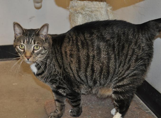 Adopt A Friend: Marbles