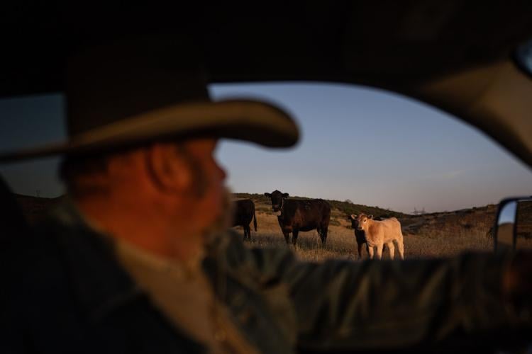 Could more cattle cause record beef prices to drop? Ranchers say it's not that simple
