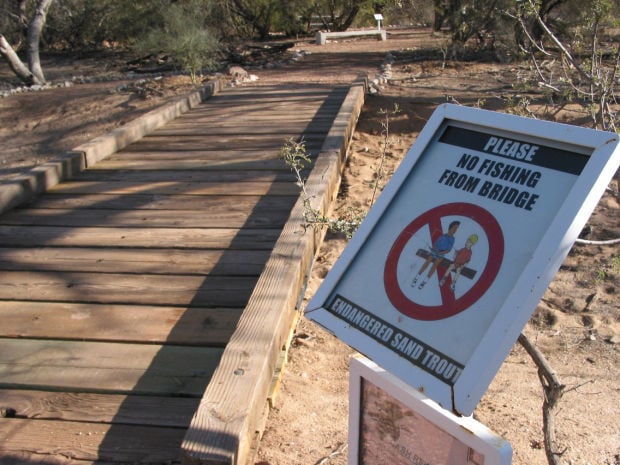 The evolution of sand trout