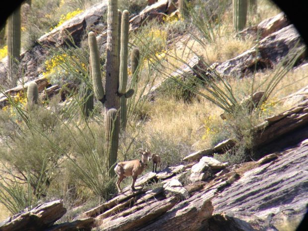 Bighorn lamb observed in Catalina Mountains