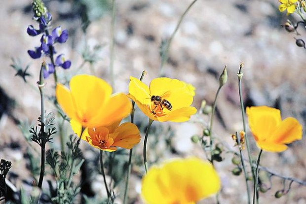 Wildflowers: Grow wild grow free  
