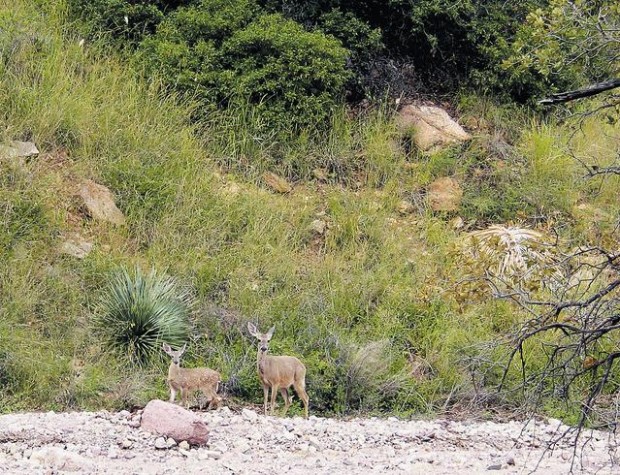 Coronado National Memorial: A mix of history and nature  