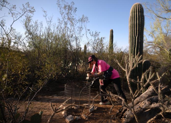 Queen of the Night Bloom
