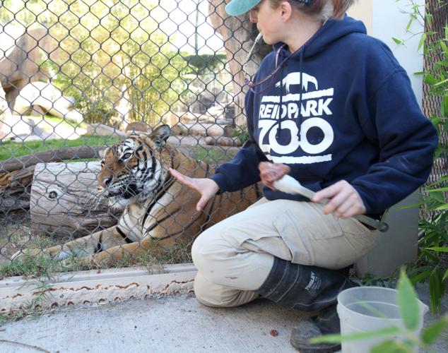 How to put hand cream on a tiger's paws