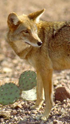Poisoning pack rats hurts predators, too    