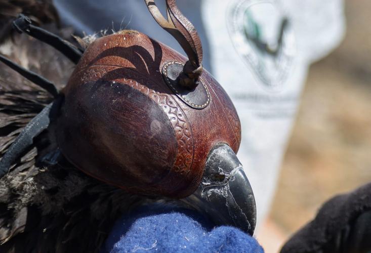 Protecting bald eagles in Arizona a rigorous undertaking