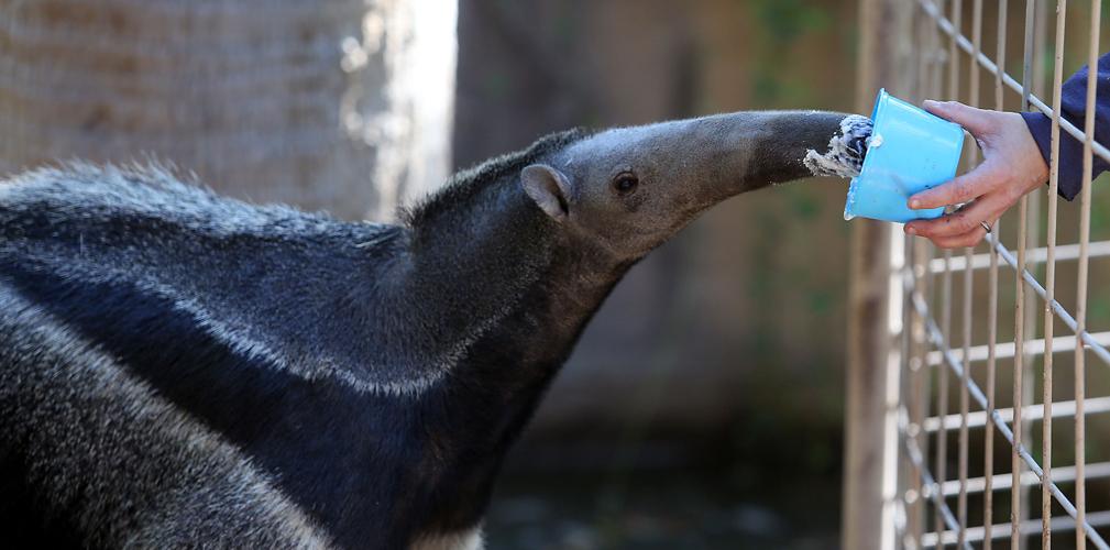 Reid Park Zoo anteater