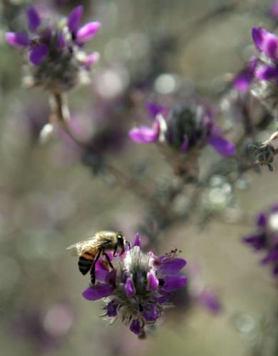 Southwest wildflowers
