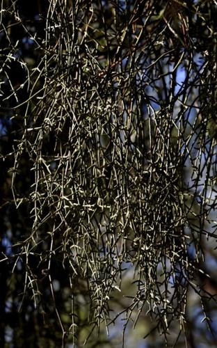 Mistletoe: parasite, seldom a killer   