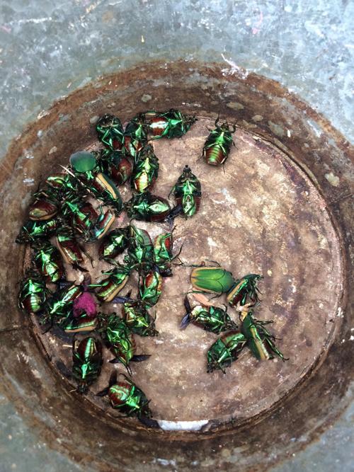 Garden Sage: Dead Fig Beetles