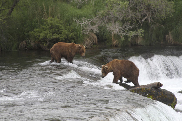Bears, humans coexist in Alaska park    
