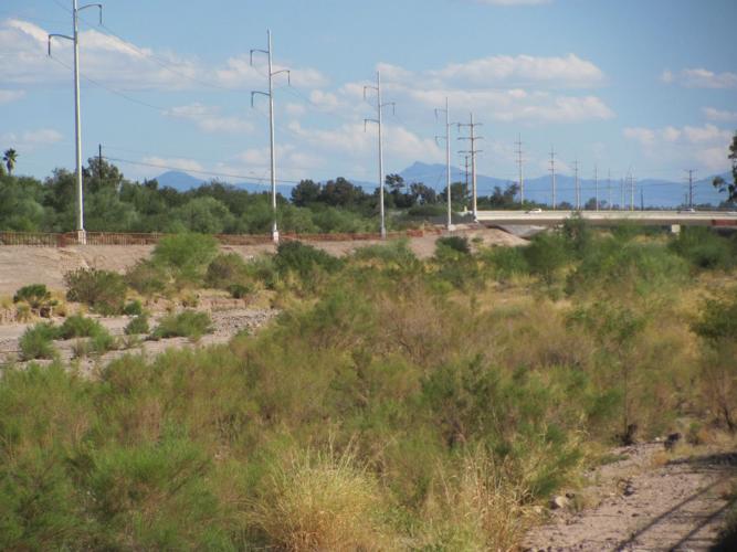 Vegetation in Pantano Wash