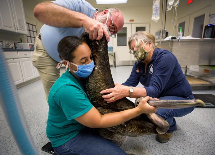 Tucson Wildlife Center