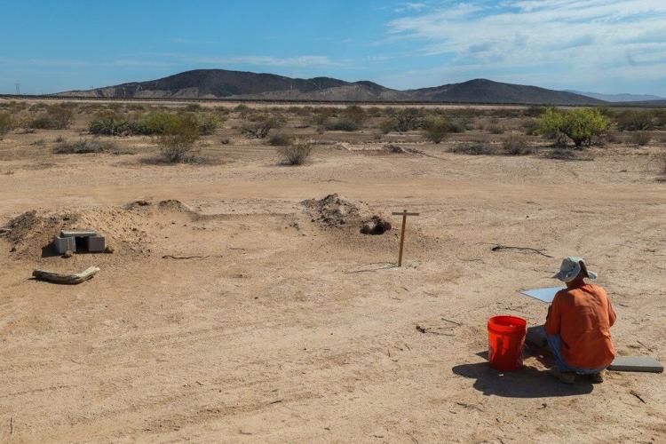Arizona solar farm becomes haven for burrowing owls
