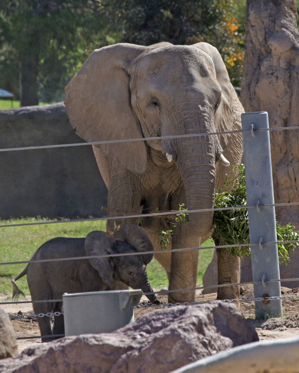 Baby zoo animals