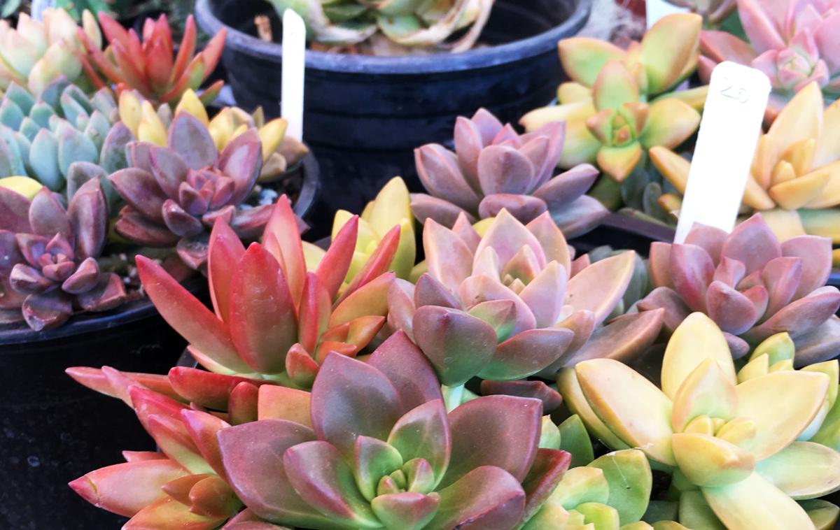 Desert Museum plant sale