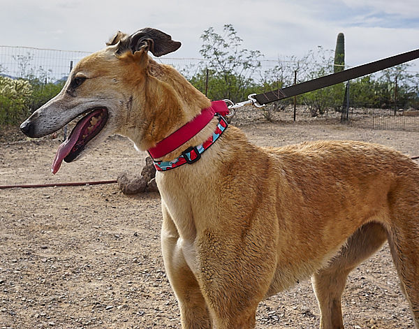 Adopt A Friend: Marci