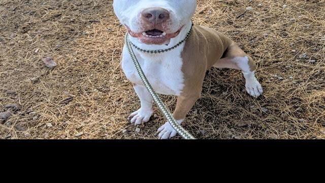 Pets for adoption | | tucson.com