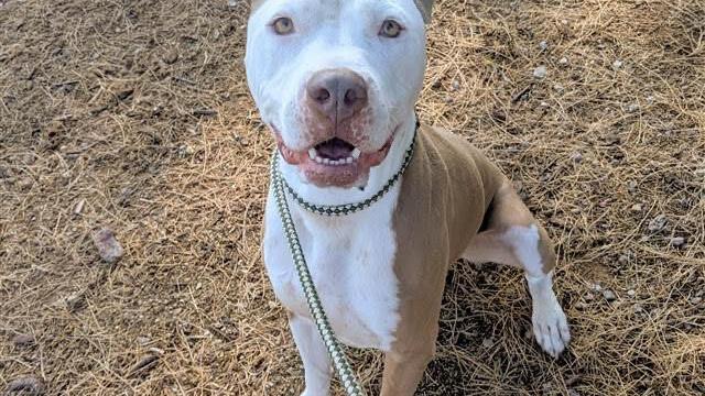 Pets for adoption | | tucson.com Pets for adoption | | tucson.com