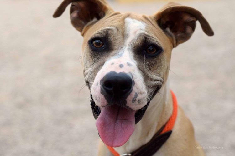 Adopt A Friend: Amira