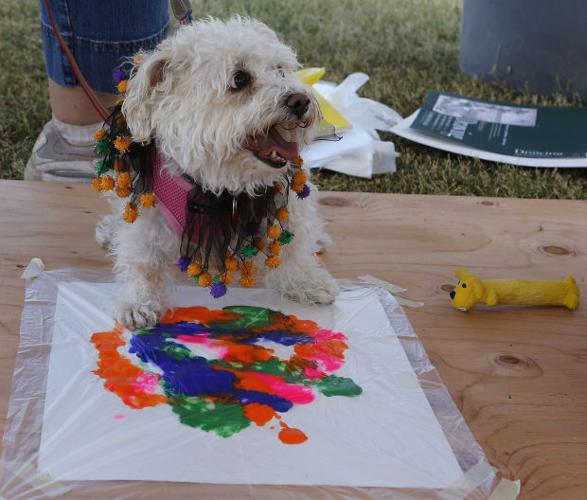Paw-Casso - dog painting