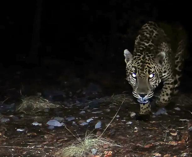 080925-tuc-news-jaguar-sighting-edited-p1.jpg