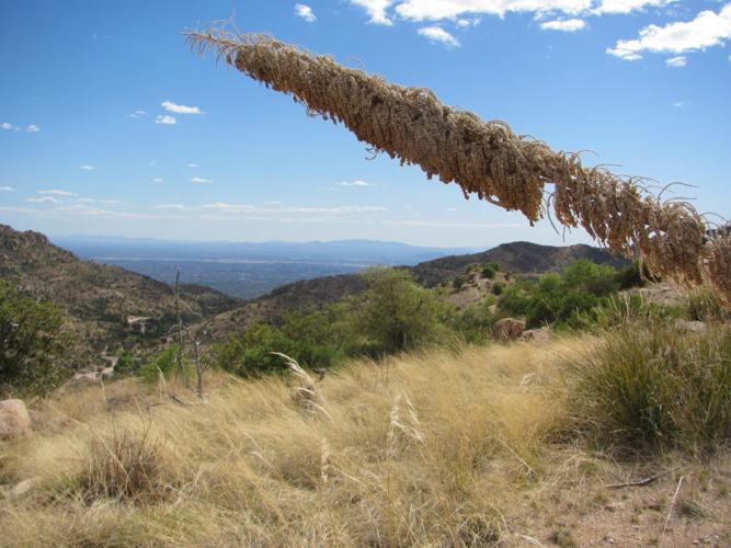 Tinder-dry vegetation