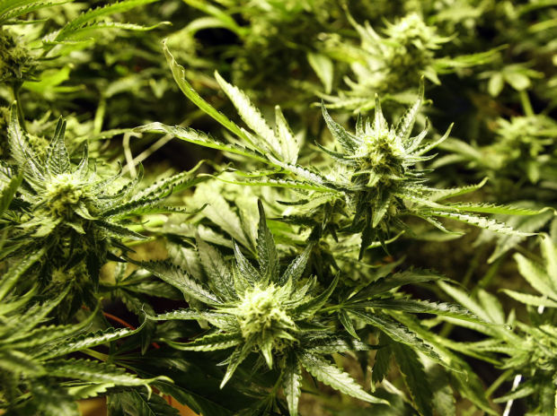 Marijuana