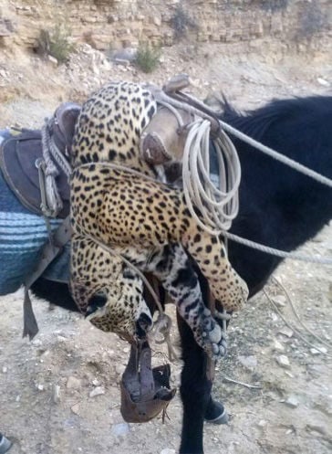 Jaguars in Mexico