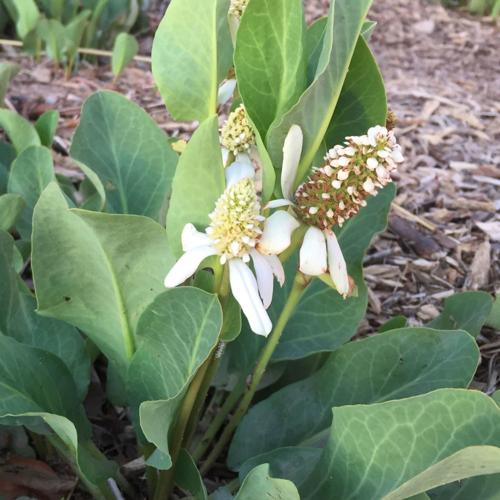 Yerba mansa in Mission Garden's Moore Medicinal Garden