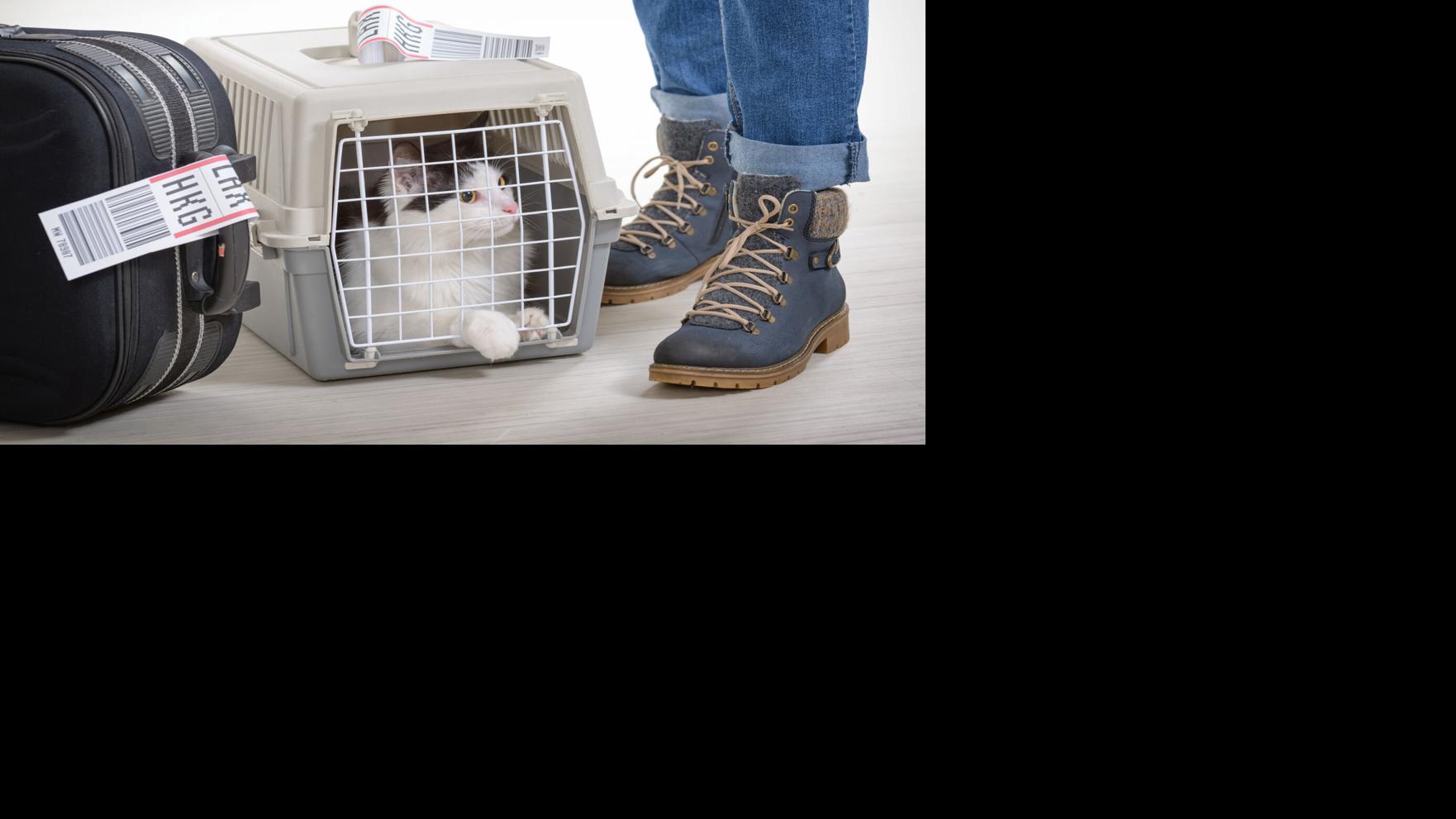 My Pet World: Options for transporting pets during a move | Pets ...