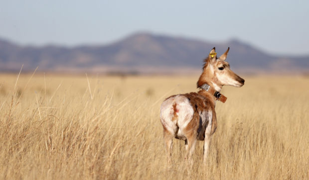Pronghorn release