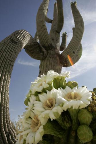 Saguaro flowers 
